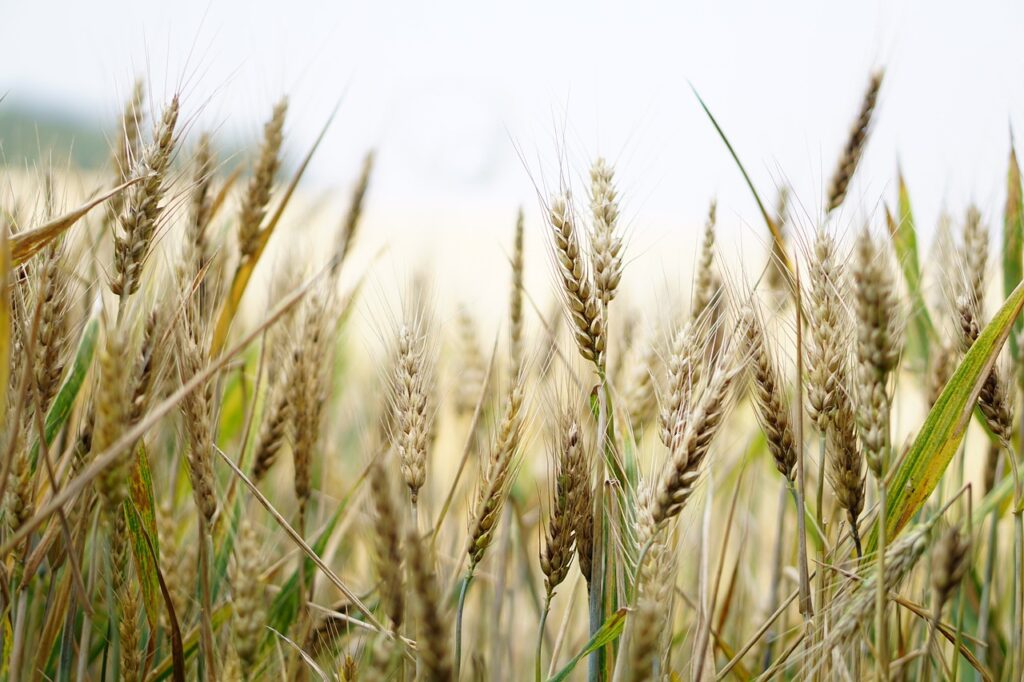 wheat, field, wheat field, barley, crops, wheat crops, arable land, agriculture, farm, farming, cultivation, nature, landscape, rural, countryside, wheat, wheat, wheat, wheat, wheat, agriculture, farm-1556698.jpg